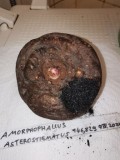 Amorphophallus asterostigmatus.jpg