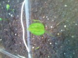 Arum pictum ssp. sagittifolium Blatt Nahansicht.JPG