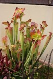 Sarracenia oreophilia.JPG