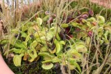 Dionaea muscipula.JPG