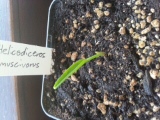 Helicodiceros muscivorus.JPG