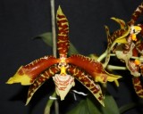 Rossioglossum grande.JPG