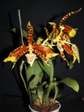 Rossioglossum grande3.JPG