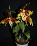 Rossioglossum grande4.JPG