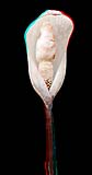 Amorphophallus thaiensis-RotCyan-klein.jpg