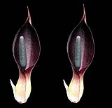 Arum pictum ssp sagittifolium-klein.jpg