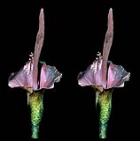 Amorphophallus konjac.jpg