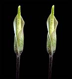 Amorphophallus variabilis - klein.jpg
