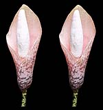 Amorphophallus bulbifer01-klein.jpg