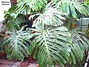 K1024_Monstera deliciosa.JPG