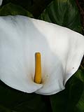 K1024_Zantedeschia aethiopica (2).JPG