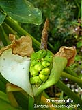 K1024_Zantedeschia aethiopica (3).JPG