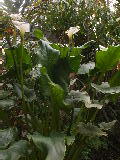 K1024_Zantedeschia aethiopica,.JPG