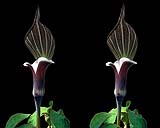 Arisaema sikokianum - klein.jpg