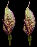 Arum dioscoridis ssp syriacum klein.jpg