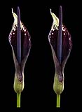 Arum dioscoridis ssp spectabilis klein.jpg