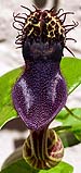 01Aristolochia chiquitensis.jpg