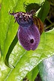 02Aristolochia chiquitensis.jpg