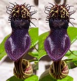 Aristolochia chiquitense01 - klein.jpg