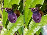 Aristolochia chiquitense02 - klein.jpg