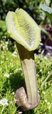 03Aristolochia chilensis colorata.jpg