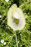 04Aristolochia chilensis colorata.jpg