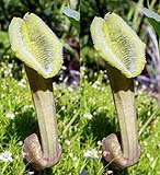 Aristolochia chilensis colorata07 - klein.jpg