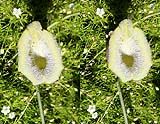 Aristolochia chilensis colorata05 - klein.jpg