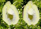 Aristolochia chilensis colorata05-klein.jpg