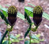 Aristolochia chiquitense03-anderer Klon.jpg
