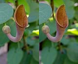 Aristolochia baetica00-klein.jpg