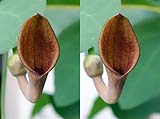 Aristolochia baetica01-02-klein.jpg