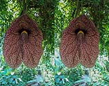 Aristolochia gigantea-klein.jpg