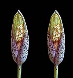Amorphophallus kachinensis02-klein.jpg