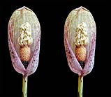 Amorphophallus kachinensis05-klein.jpg