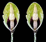 Amorphophallus dunnii klein.jpg