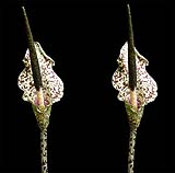 Amorphophallus kiusianus2-klein.jpg