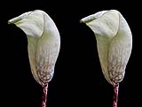 Amorphophallus yunnanensis02-klein.jpg