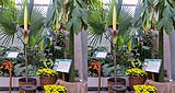 Amorphophallus gigas01.jpg