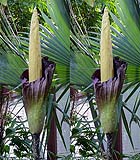 Amorphophallus gigas03.jpg