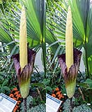 Amorphophallus gigas05.jpg