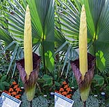 Amorphophallus gigas07.jpg