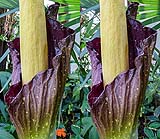 Amorphophallus gigas09.jpg