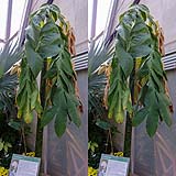 Amorphophallus titanum.jpg