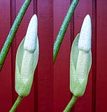 Amorphophallus ochroleucos-klein.jpg