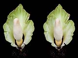Amorphophallus prainii04-klein.jpg