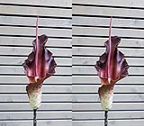 Amorphophallus maxwellii01-klein.jpg