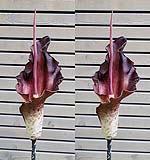 Amorphophallus maxwellii02-klein.jpg