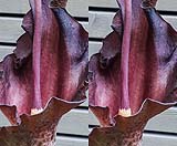 Amorphophallus maxwellii03-klein.jpg
