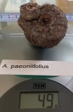 Am. paeoniifolius.jpg